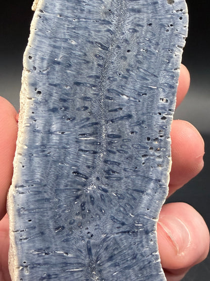 Blue Coral Specimen Tower – Extra Tall