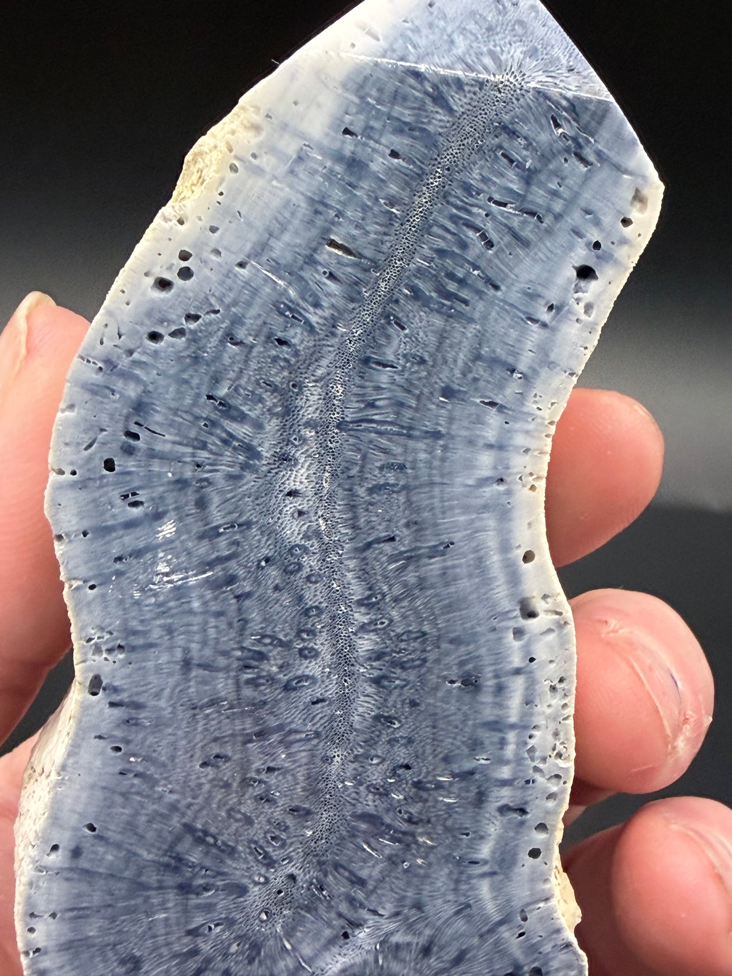 Blue Coral Specimen Tower – Large