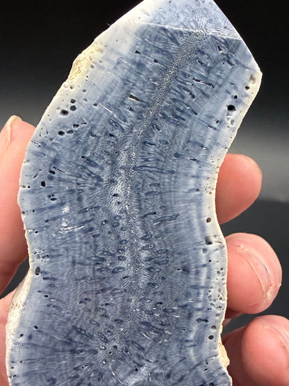 Blue Coral Specimen Tower – Large