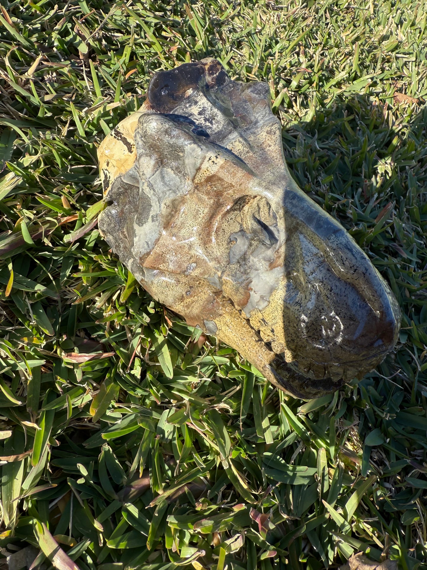 Picture Jasper Dino Skull