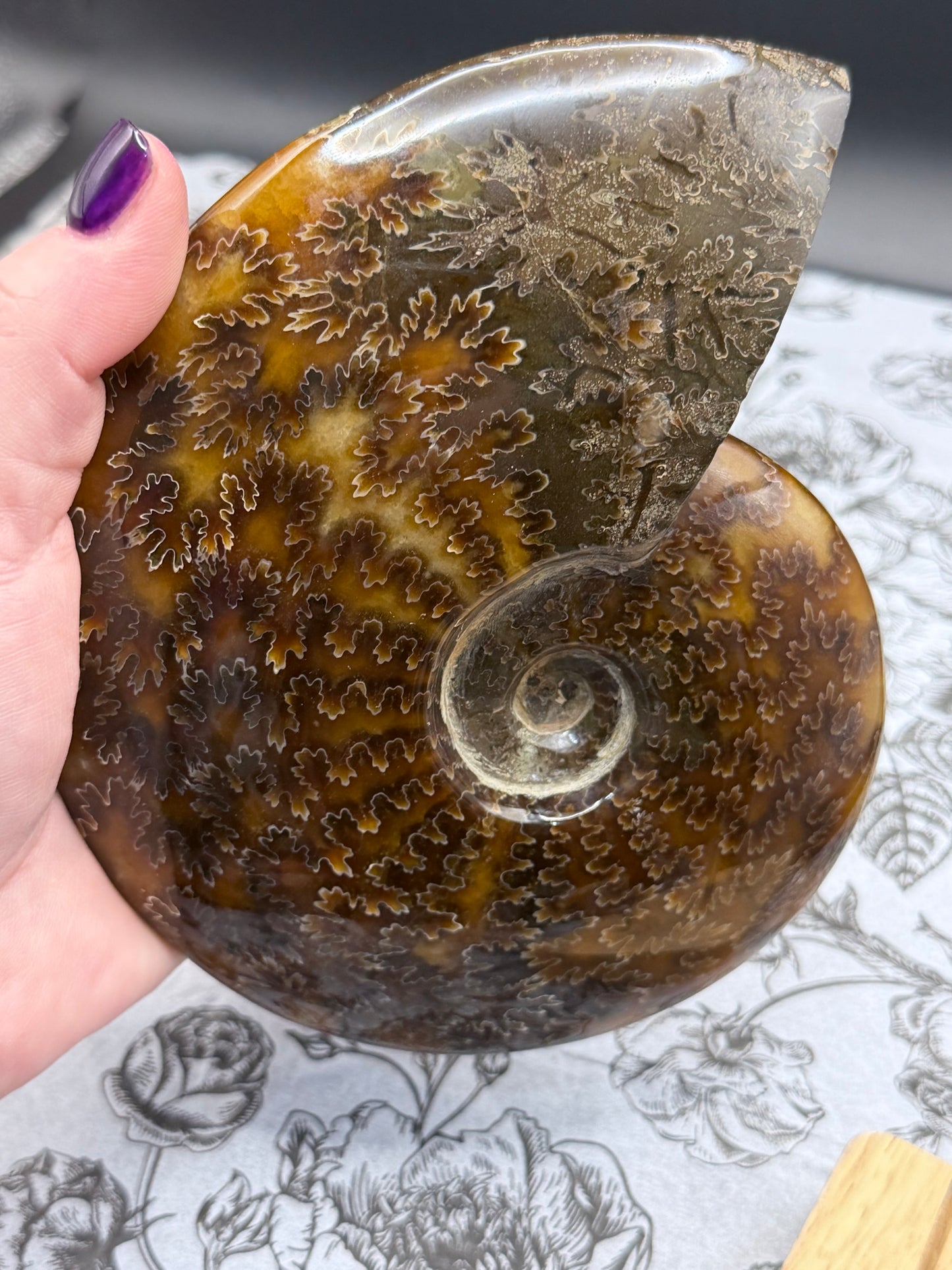 Polished Ammonite Fossil with Stand (750g)