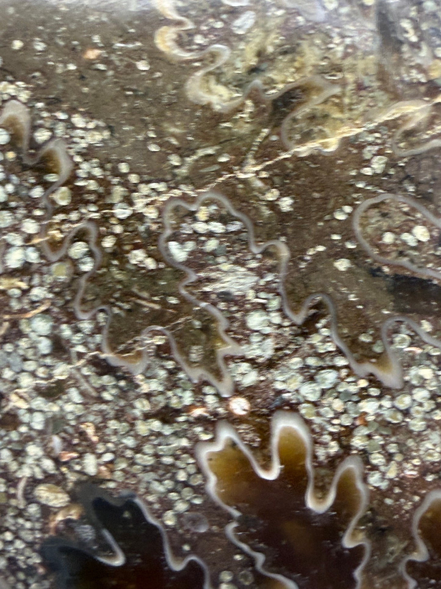Polished Ammonite Fossil with Stand (750g)