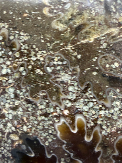 Polished Ammonite Fossil with Stand (750g)