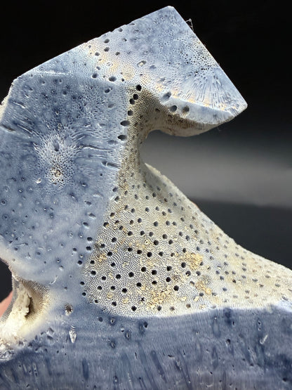 Blue Coral Specimen Tower