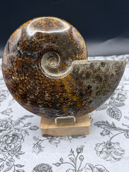 Polished Ammonite Fossil with Stand (750g)