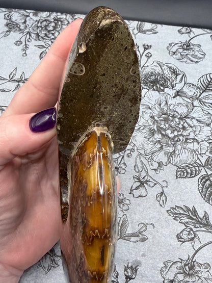 Polished Ammonite Fossil with Stand (750g)