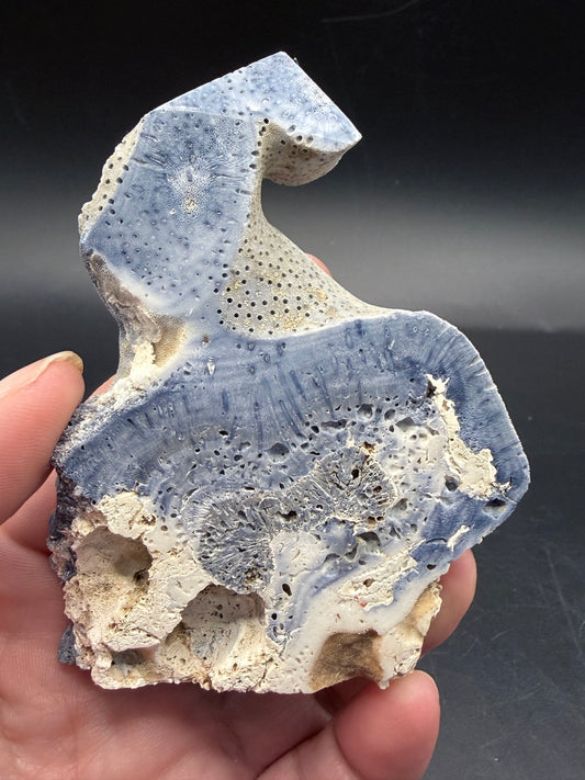 Blue Coral Specimen Tower