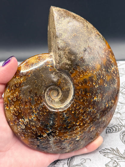 Polished Ammonite Fossil with Stand (750g)
