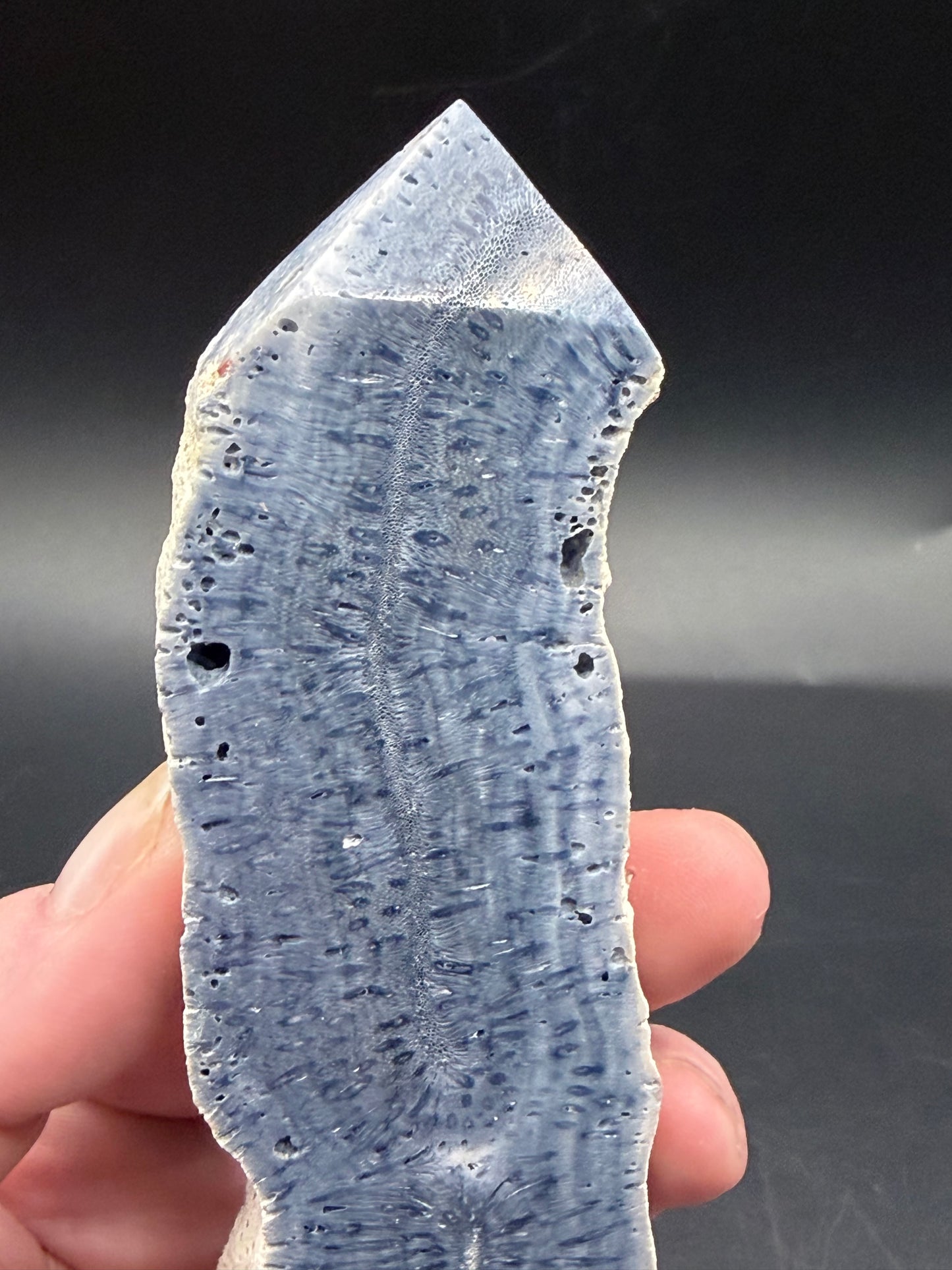 Blue Coral Specimen Tower – Extra Tall