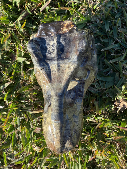 Picture Jasper Dino Skull
