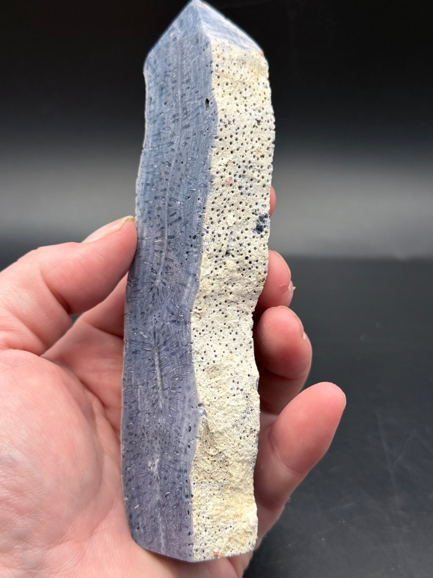 Blue Coral Specimen Tower – Extra Tall