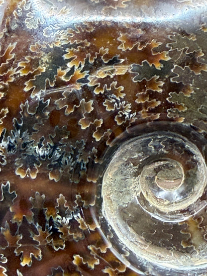 Polished Ammonite Fossil with Stand (750g)