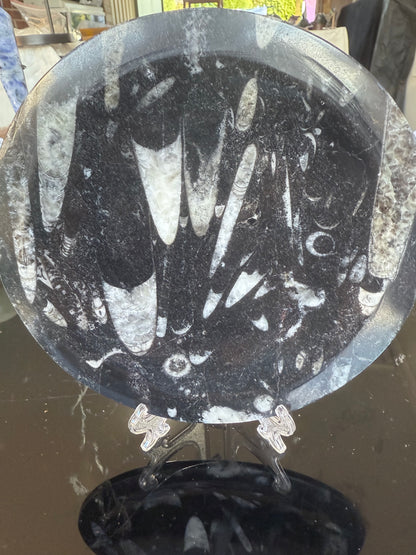 Orthoceras Fossil Plate 16cm