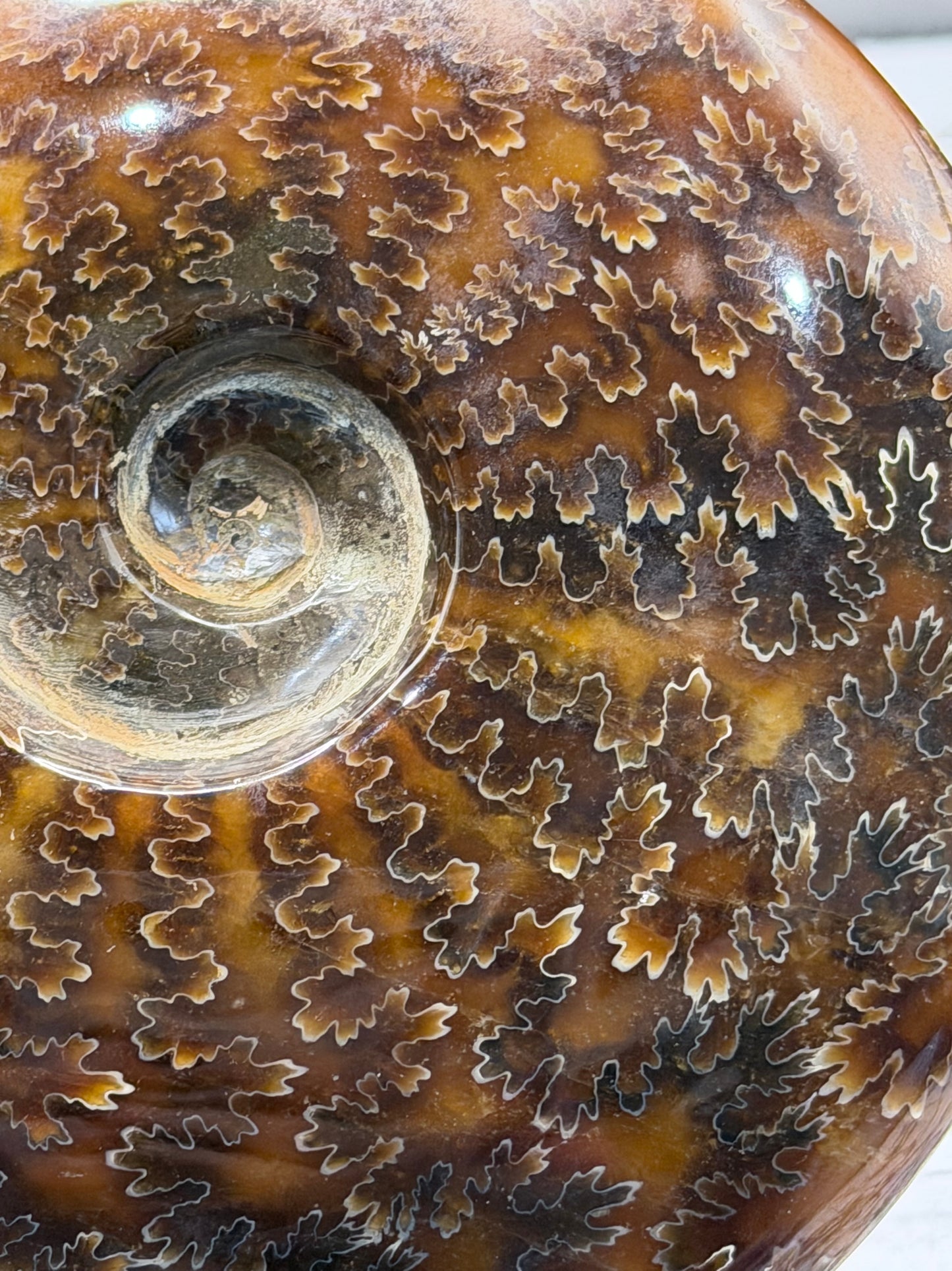 Polished Ammonite Fossil with Stand (750g)