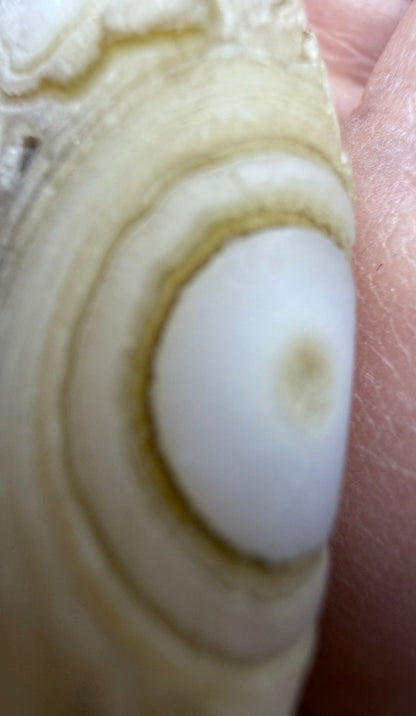 Gobi Eye Agate Pendant – Rare Desert Agate | 4cm