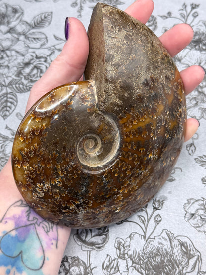 Polished Ammonite Fossil with Stand (750g)