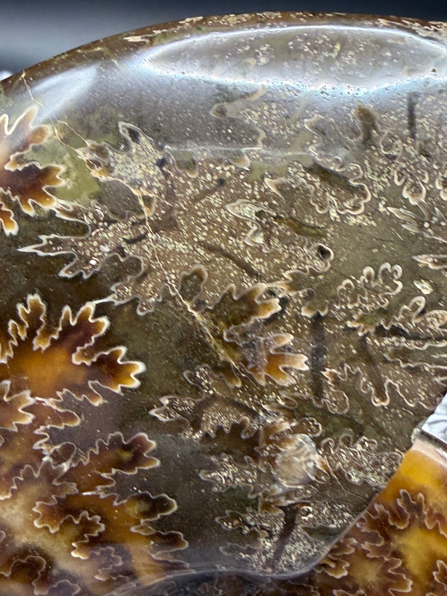 Polished Ammonite Fossil with Stand (750g)