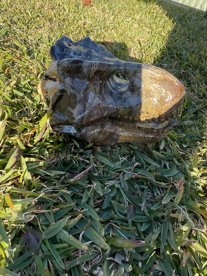 Picture Jasper Dino Skull