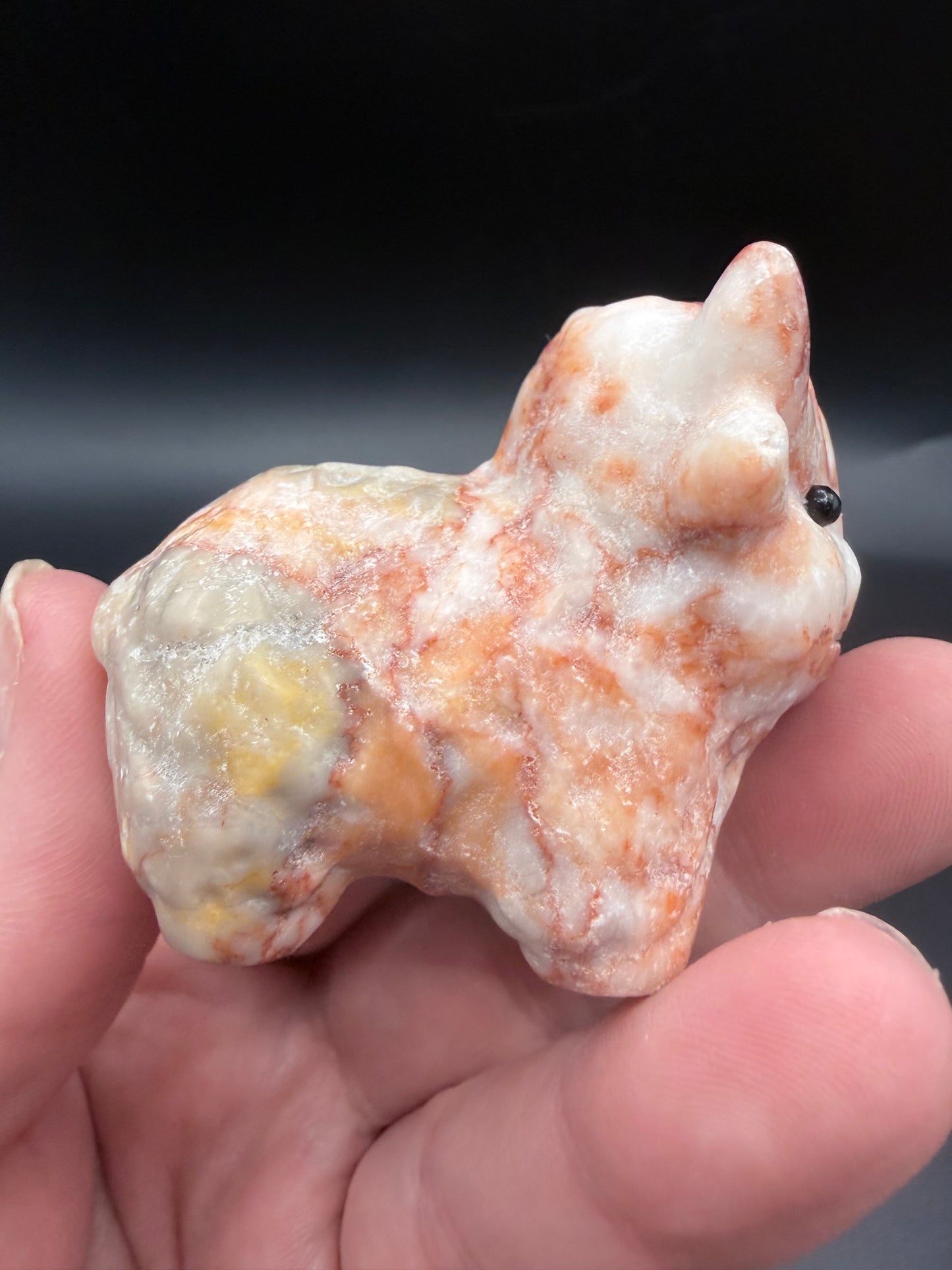 Red Vein Highland Cow