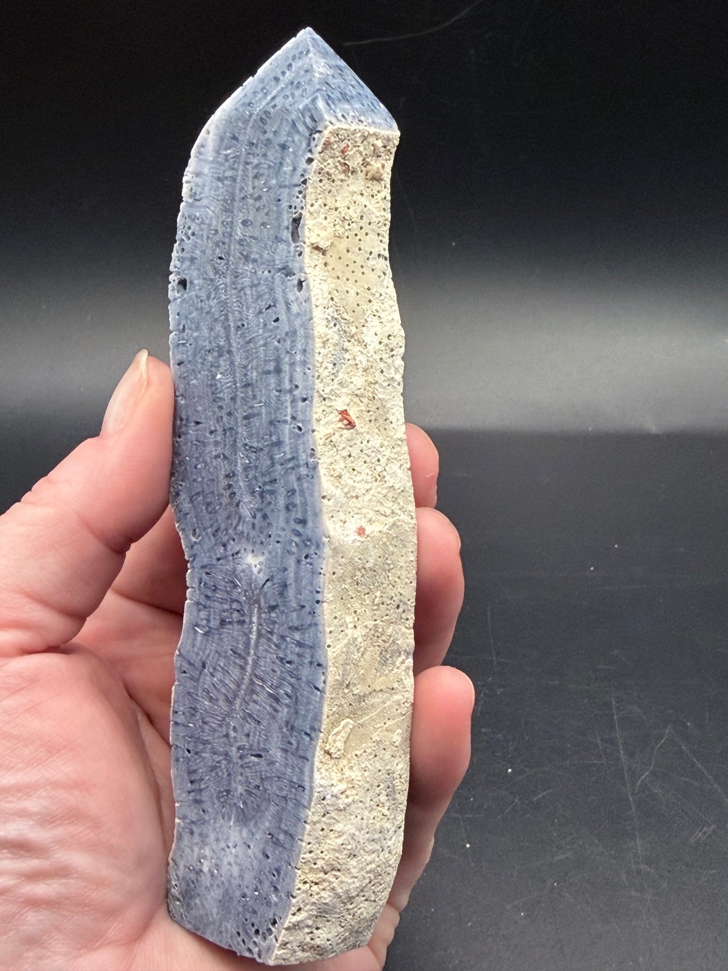 Blue Coral Specimen Tower – Extra Tall