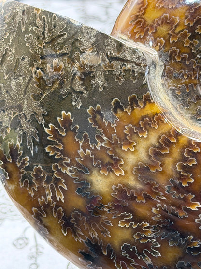 Polished Ammonite Fossil with Stand (750g)