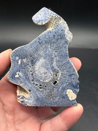 Blue Coral Specimen Tower