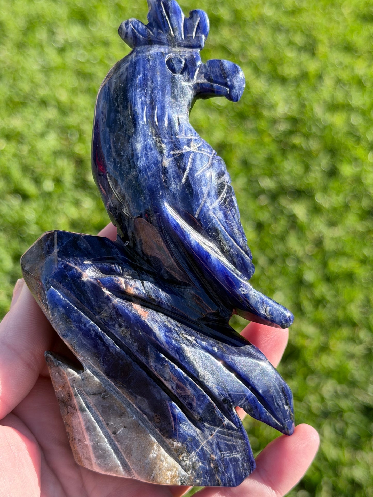 Sodalite Parrot Carving – 400g