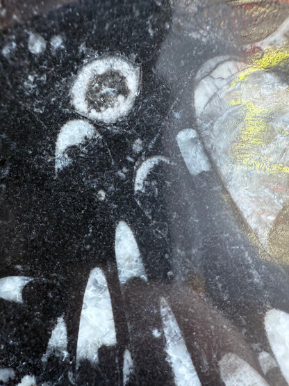 Orthoceras Fossil Plate 16cm