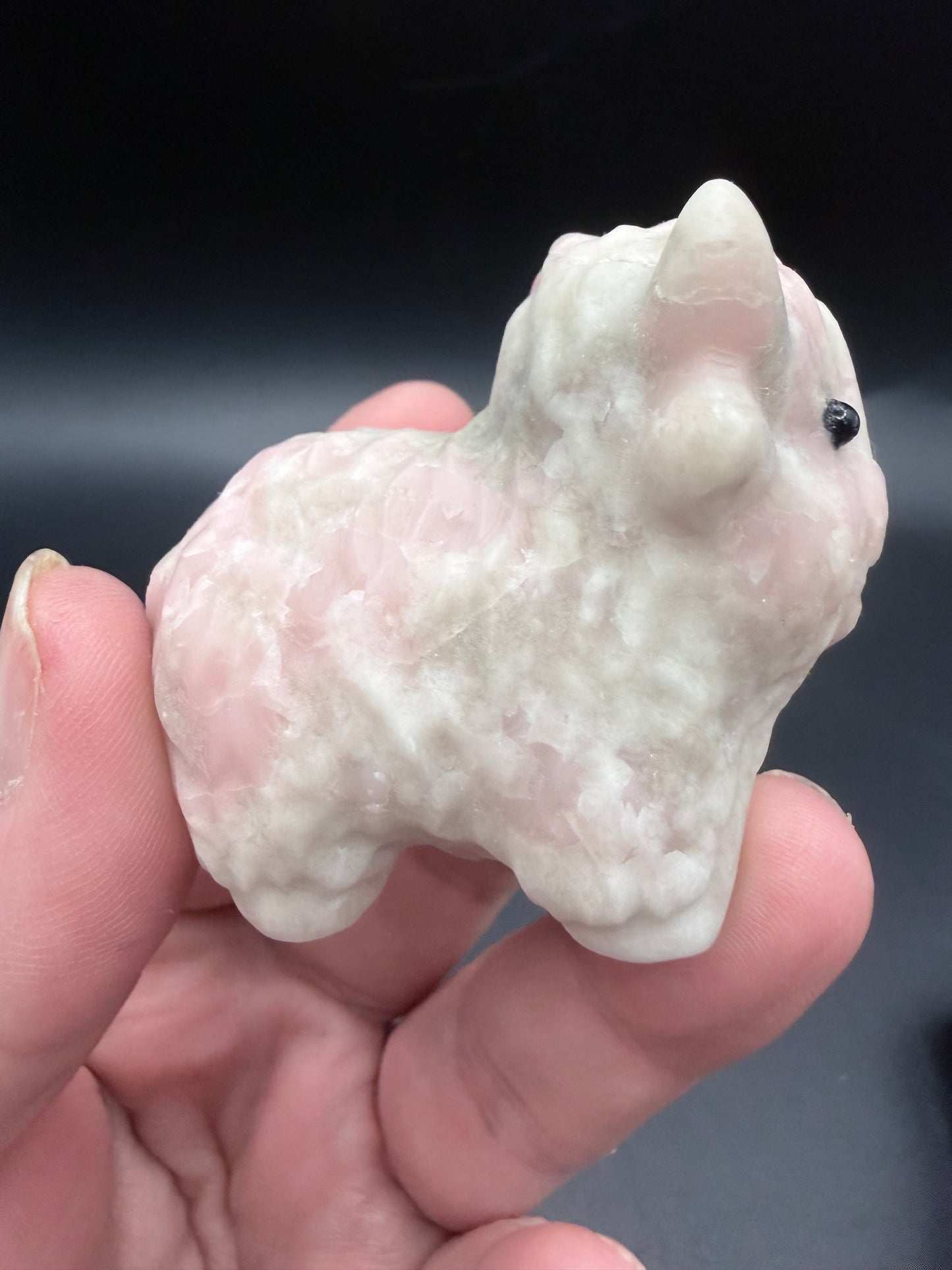 Pink Opal Highland Cow