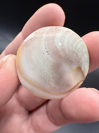 Shiva Eye Shell – Round - Crystal wonderland By Lisa