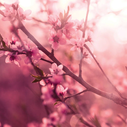 Pink Love Spell 2.5 Oz Artisan Melts -