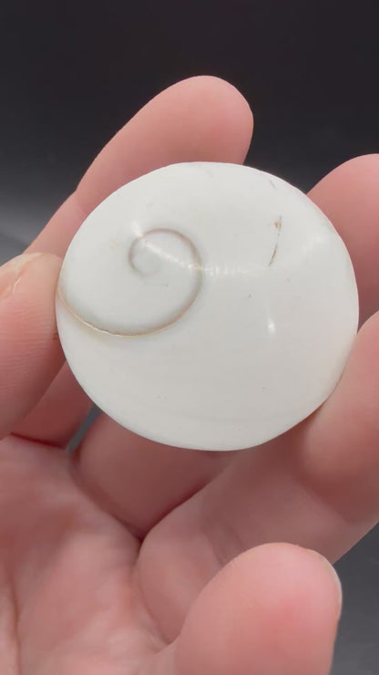 Shiva Eye Shell – Round