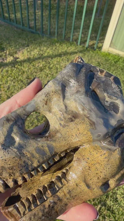 Picture Jasper Dino Skull