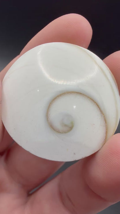 Shiva Eye Shell – Round